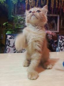 BSH mix Parsian 