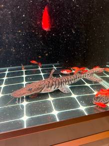 shovelnose catfish