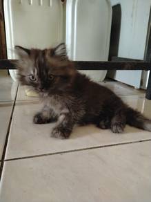 kitten for letgo with fee