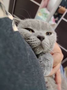 bsh female