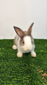 Netherland Dwarf mix rabbit