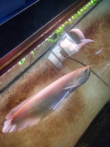 arowana mgbb dan usa albino