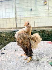 Ayam serama 1 