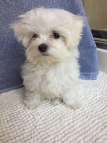 J7610 Fluffy Maltese Cute Long Hair Puppy Baby Dog