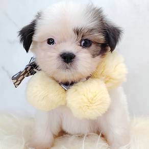 Shih Tzu