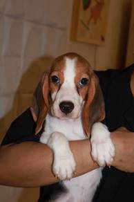 J0811 Beagle Adorable Playmate Puppy