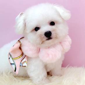 Bichon