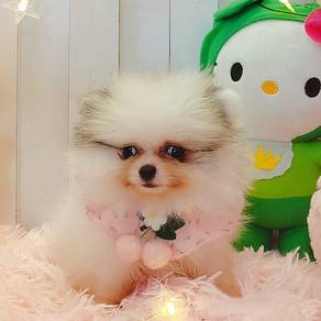 Pomeranian