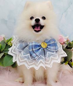 Pomeranian