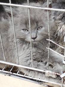 British longhair age 3 month