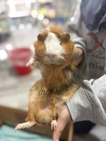Abyssinian Guinea Pig Male