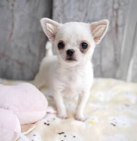 CHIHUAHUA PUPPIES T162🌷 Head Apple Female