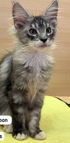 Mainecoon Tabby