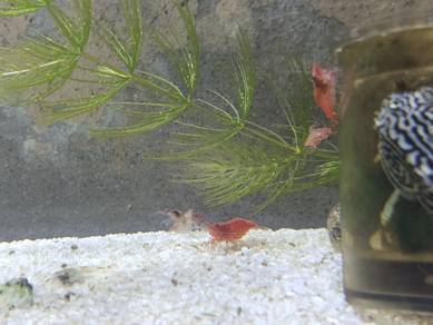 Shrimp hiasan dan guppy