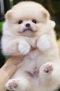 Pomeranian