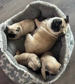 Pug