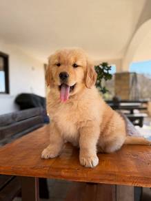 Golden Retriever Puppy Available – KL & JB