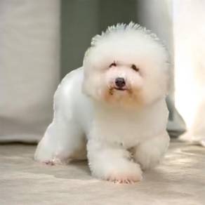 Bichon frise male good quality