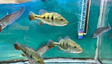 Peacock Bass Monoculus