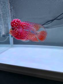 Flowerhorn