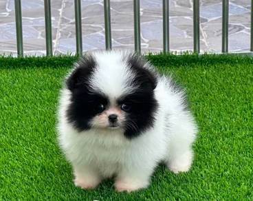 POMERANIAN PUPPIES A267 🌻 Sort of shine Girl