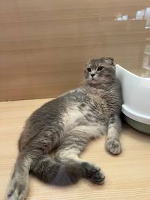 Scottish Fold