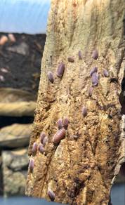 Isopods
