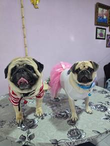 pug puppies y