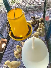 duck