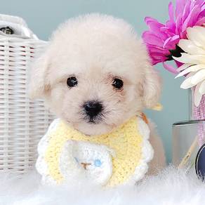 Poodle