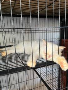 Kucing Putih Untuk Dilepaskan