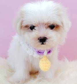 Maltese