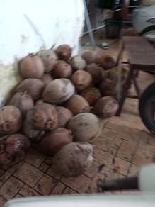 kelapa kampung 