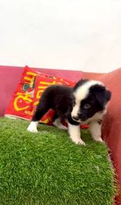 Border collie male MKA CERTIFICATE