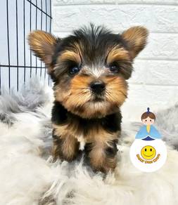 HHH_776 pretty Tiny Yorkshire Terrier puppies
