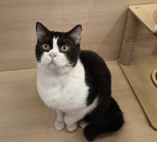 British short hair bicolor cat available for sale 