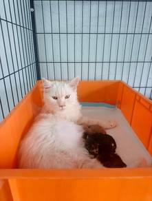 Mainecoon Female Proven