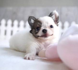 CHIHUAHUA PUPPIES 181 🌷Head Apple Bonnie Dog