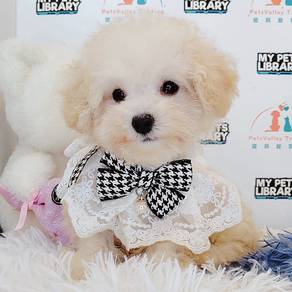 Poodle Toy