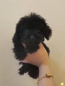 Maltipoo
