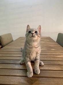 British Shorthair BSH Kitten