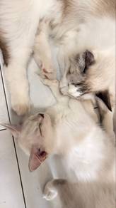 Anak kucing Kitten putih