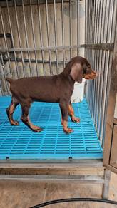 Doberman puppies for booking