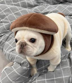 French Bulldog