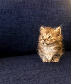Munchkin Female supershort Kitten
