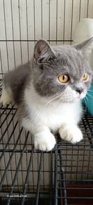 BSH British Shorthair Female