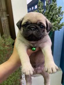 Pug Puppy 01