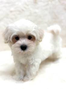Maltese mka microchip