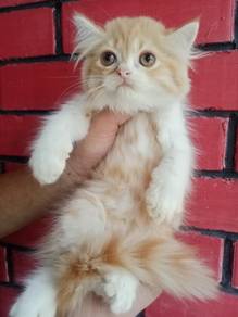 Dlh kitty
