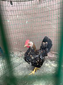 ayam serama